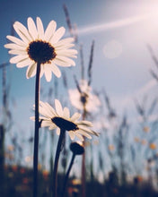 Load image into Gallery viewer, RESERVED